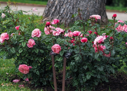 Wildberry Rose Seedlings Flower Seeds Perennial Growing Bonsai Corms Tubers Potted Planting Reblooming Fragrant Garden Roots Rhizomes Species Blooms Plant Bulbs Gardening Tree