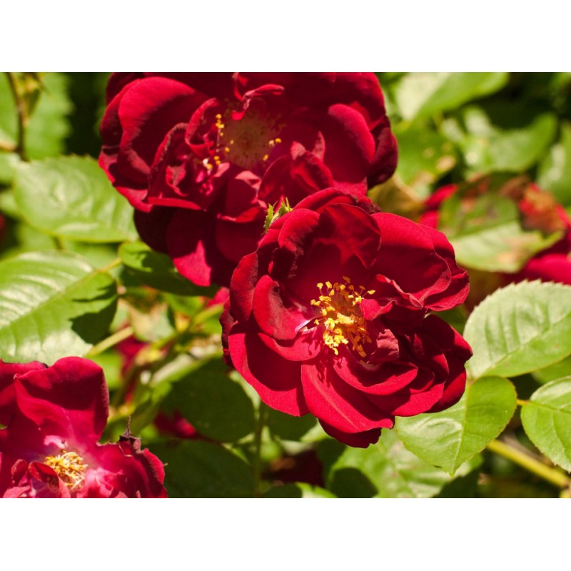 Climbing Rose Seedlings Flower Seeds Perennial Growing Bonsai Corms Tubers Potted Planting Reblooming Fragrant Garden Roots Rhizomes Species Blooms Plant Bulbs Gardening Tree