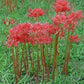 Red Lycoris Spider Lily Bulbs Radiata Hurricane Cluster Amayllis Growing Bonsai Roots Rhizomes Corms Tubers Potted Planting Reblooming Fragrant Garden Species Blooms Flower Seeds Plant Gardening