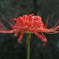 Red Lycoris Spider Lily Bulbs Radiata Hurricane Cluster Amayllis Growing Bonsai Roots Rhizomes Corms Tubers Potted Planting Reblooming Fragrant Garden Species Blooms Flower Seeds Plant Gardening