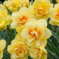 Tahiti Daffodil Narcissus Bulbs Blooms Species Growing Bonsai Roots Rhizomes Corms Tubers Potted Planting Reblooming Fragrant Garden Flower Seeds Plant
