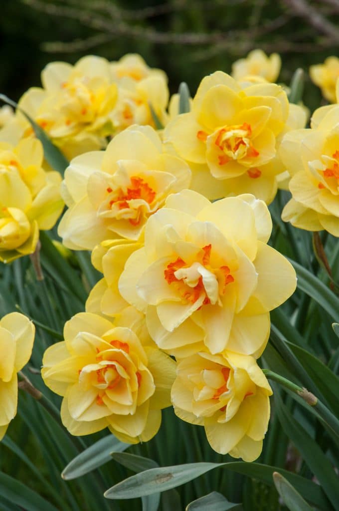 Tahiti Daffodil Narcissus Bulbs Blooms Species Growing Bonsai Roots Rhizomes Corms Tubers Potted Planting Reblooming Fragrant Garden Flower Seeds Plant