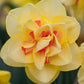 Tahiti Daffodil Narcissus Bulbs Blooms Species Growing Bonsai Roots Rhizomes Corms Tubers Potted Planting Reblooming Fragrant Garden Flower Seeds Plant