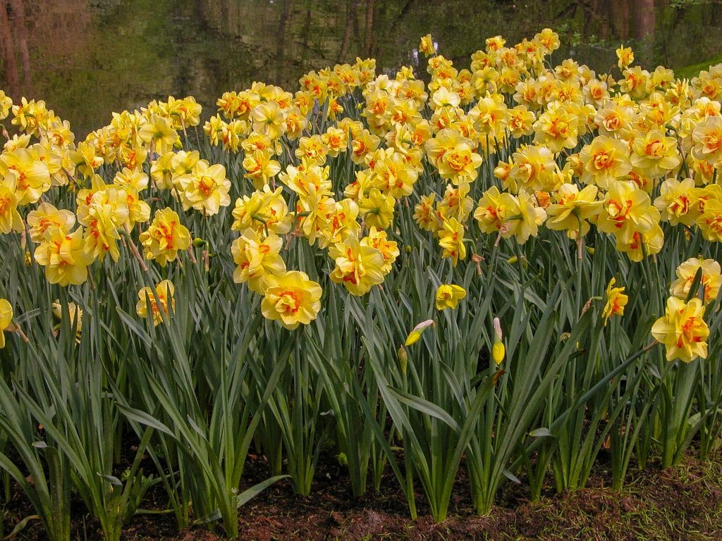 Tahiti Daffodil Narcissus Bulbs Blooms Species Growing Bonsai Roots Rhizomes Corms Tubers Potted Planting Reblooming Fragrant Garden Flower Seeds Plant