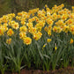 Tahiti Daffodil Narcissus Bulbs Blooms Species Growing Bonsai Roots Rhizomes Corms Tubers Potted Planting Reblooming Fragrant Garden Flower Seeds Plant