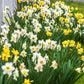 Spring Loaded Daffodil Narcissus Bulbs Blooms Species Growing Bonsai Roots Rhizomes Corms Tubers Potted Planting Reblooming Fragrant Garden Flower Seeds Plant