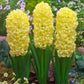 Prepared Hyacinth Collection Bulbs Blooms Species Growing Bonsai Roots Rhizomes Corms Tubers Potted Planting Reblooming Fragrant Garden Flower Seeds Plant Gardening