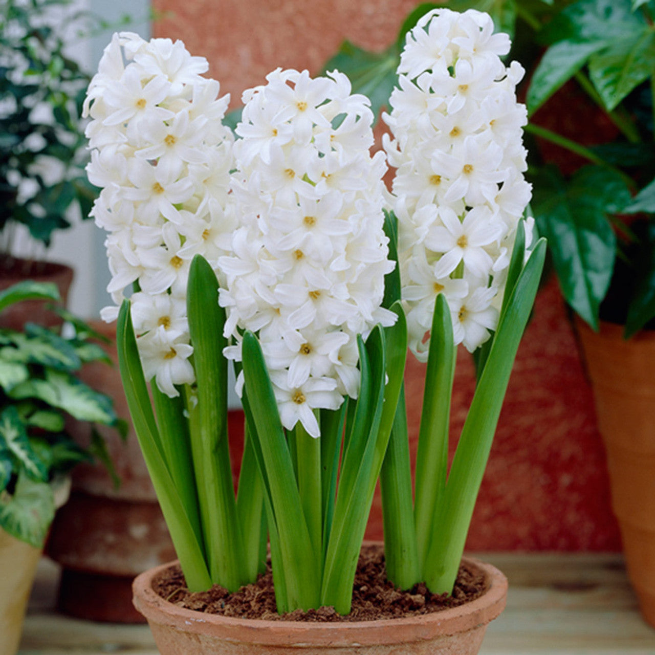 Prepared Hyacinth Collection Bulbs Blooms Species Growing Bonsai Roots Rhizomes Corms Tubers Potted Planting Reblooming Fragrant Garden Flower Seeds Plant Gardening