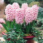Prepared Hyacinth Collection Bulbs Blooms Species Growing Bonsai Roots Rhizomes Corms Tubers Potted Planting Reblooming Fragrant Garden Flower Seeds Plant Gardening