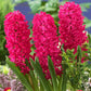 Prepared Hyacinth Collection Bulbs Blooms Species Growing Bonsai Roots Rhizomes Corms Tubers Potted Planting Reblooming Fragrant Garden Flower Seeds Plant Gardening