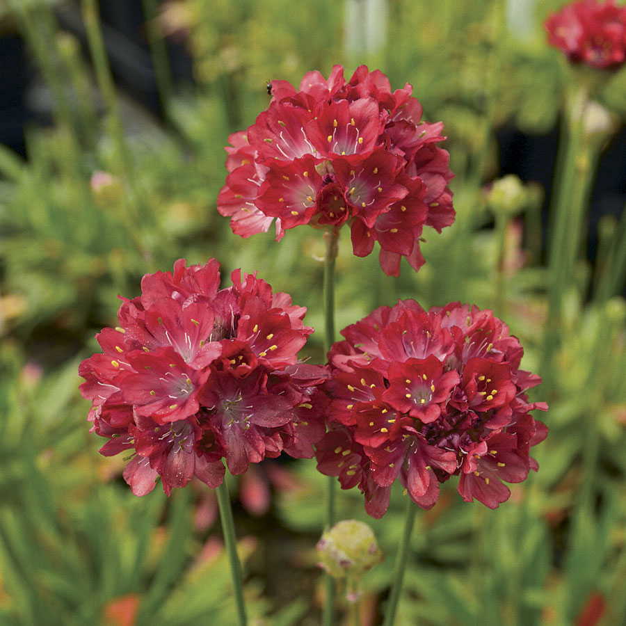 Ballerina Red Thrift
