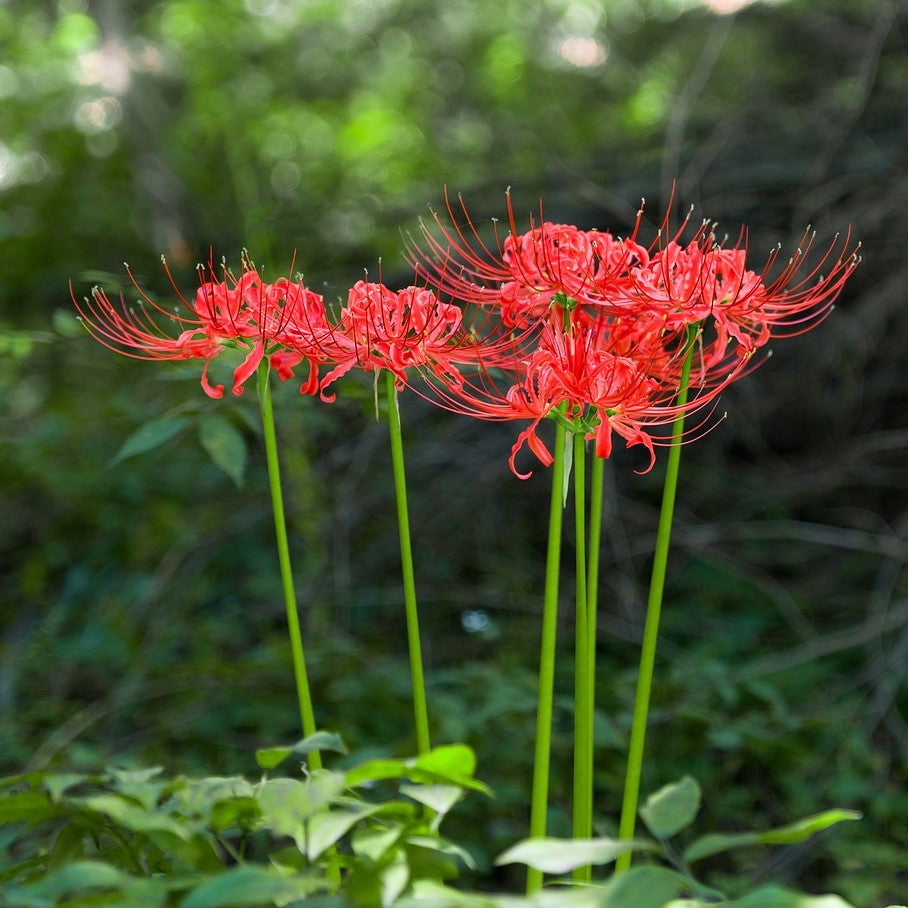 Red Lycoris Radiata Spider Lilies Bulbs Hurricane Lily Cluster Amayllis Growing Bonsai Roots Rhizomes Corms Tubers Potted Planting Reblooming Fragrant Garden Species Blooms Flower Seeds Plant Gardening