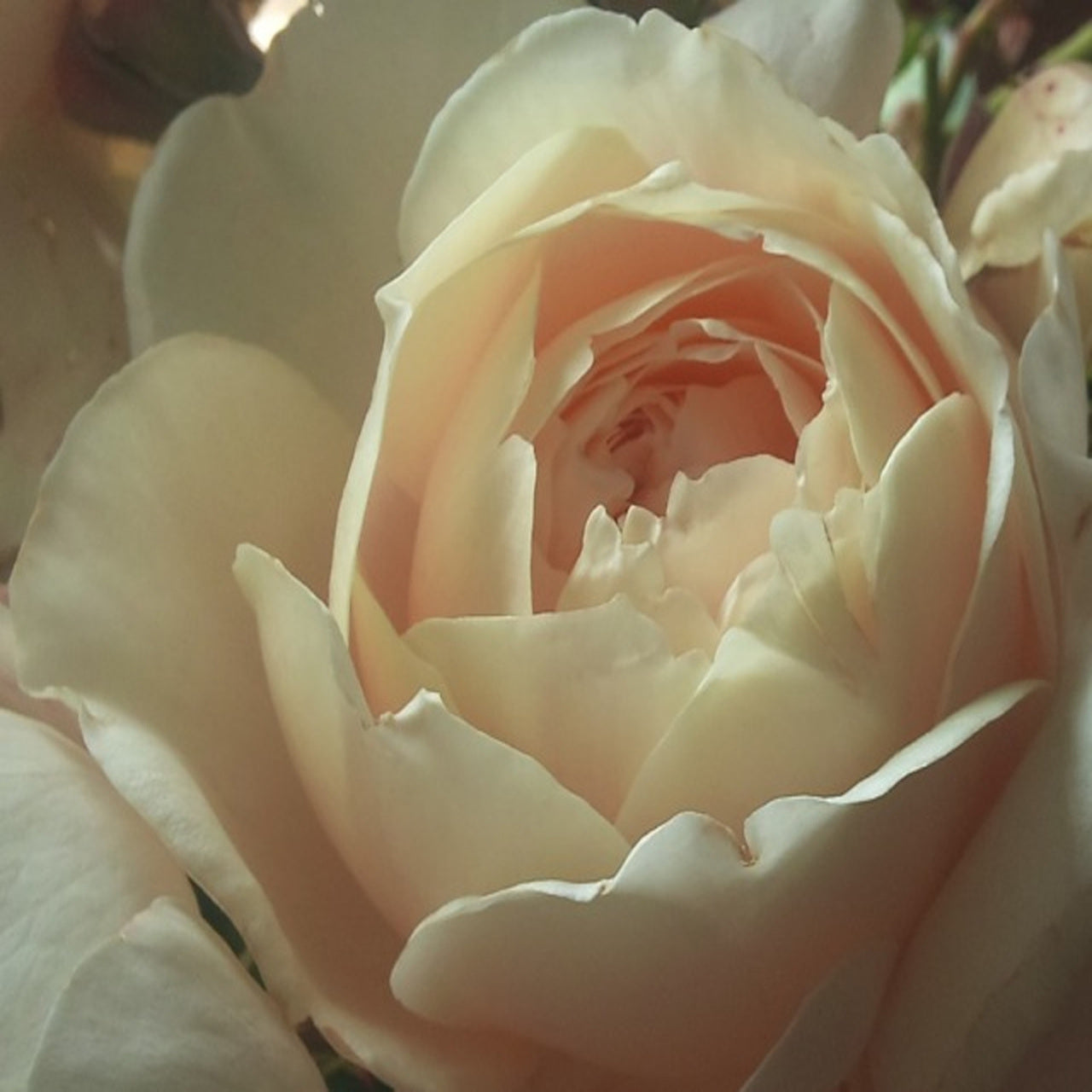 Rpulse Rose Seedlings Flower Seeds Perennial Growing Bonsai Corms Tubers Potted Planting Reblooming Fragrant Garden Roots Rhizomes Species Blooms Plant Bulbs Gardening Tree