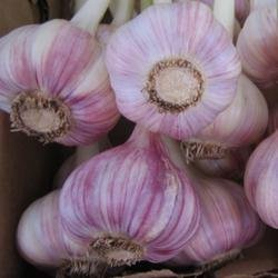 Chesnok Red Garlic, 2 Nice Bulbs. Great for Fall Planting! Non GMO