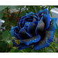 Blue Black Midnight Rose Seedlings Flower Seeds Perennial Growing Bonsai Corms Tubers Potted Planting Reblooming Fragrant Garden Roots Rhizomes Species Blooms Plant Bulbs Gardening Tree