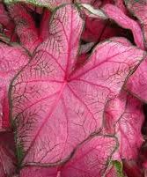 (2) Fannie Munson Caladium Bulbs, Pretty Pink and Green Coloring, Great For Nice Colorful Foilage throughout your Garden