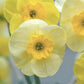 Sun Disc Daffodil Narcissus Bulbs Blooms Species Growing Bonsai Roots Rhizomes Corms Tubers Potted Planting Reblooming Fragrant Garden Flower Seeds Plant