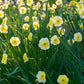 Sun Disc Daffodil Narcissus Bulbs Blooms Species Growing Bonsai Roots Rhizomes Corms Tubers Potted Planting Reblooming Fragrant Garden Flower Seeds Plant