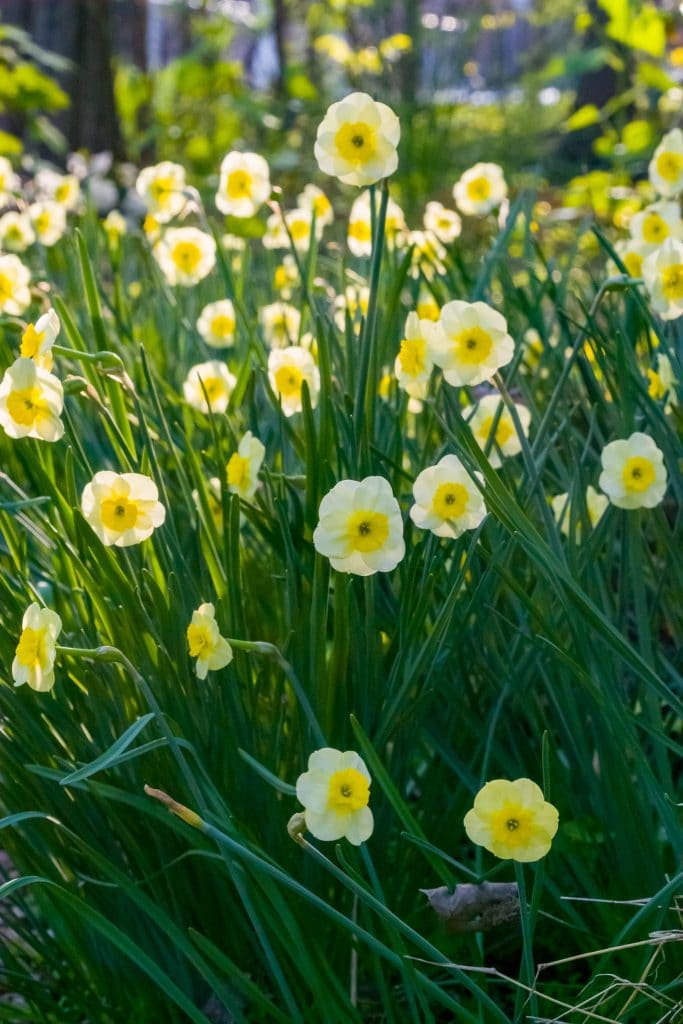 Sun Disc Daffodil Narcissus Bulbs Blooms Species Growing Bonsai Roots Rhizomes Corms Tubers Potted Planting Reblooming Fragrant Garden Flower Seeds Plant