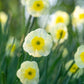 Sun Disc Daffodil Narcissus Bulbs Blooms Species Growing Bonsai Roots Rhizomes Corms Tubers Potted Planting Reblooming Fragrant Garden Flower Seeds Plant