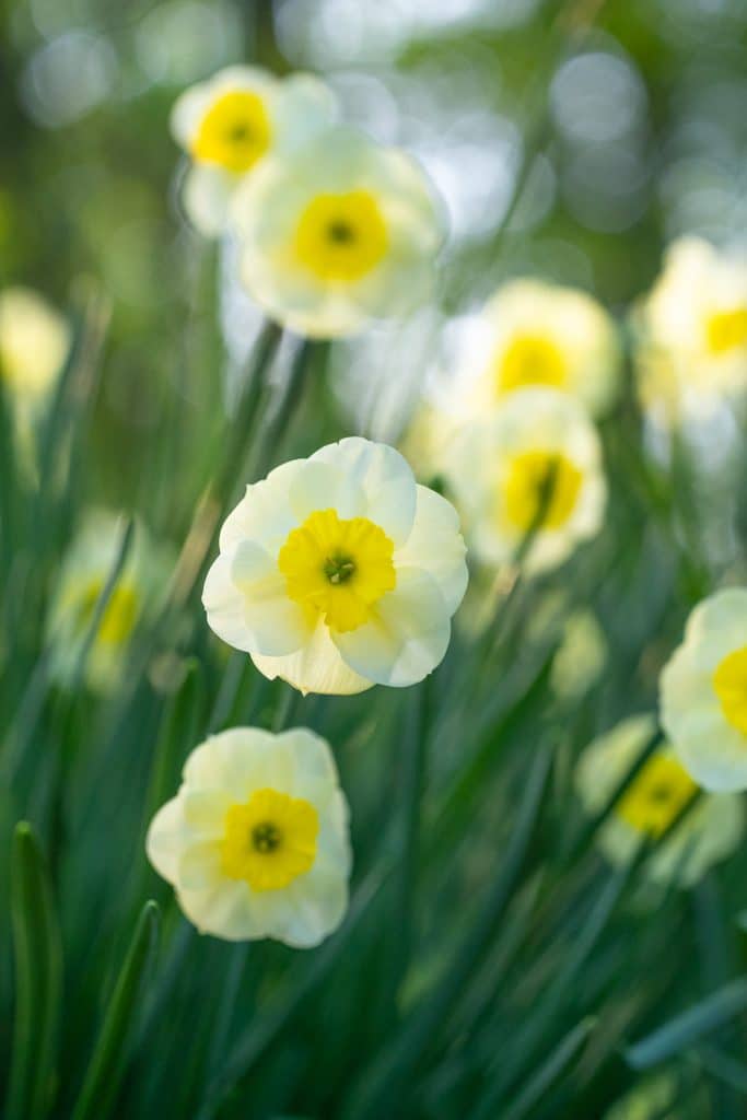 Sun Disc Daffodil Narcissus Bulbs Blooms Species Growing Bonsai Roots Rhizomes Corms Tubers Potted Planting Reblooming Fragrant Garden Flower Seeds Plant