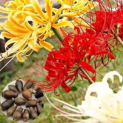 Beautiful Lycoris Spider Lilies Bulbs Radiata Hurricane Lily Cluster Amayllis Growing Bonsai Roots Rhizomes Corms Tubers Potted Planting Reblooming Fragrant Garden Species Blooms Flower Seeds Plant Gardening