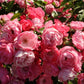 Angela Rose Seedlings Flower Seeds Perennial Growing Bonsai Corms Tubers Potted Planting Reblooming Fragrant Garden Roots Rhizomes Species Blooms Plant Bulbs Gardening Tree