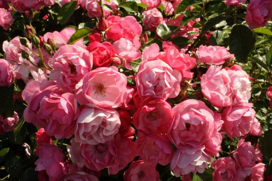 Angela Rose Seedlings Flower Seeds Perennial Growing Bonsai Corms Tubers Potted Planting Reblooming Fragrant Garden Roots Rhizomes Species Blooms Plant Bulbs Gardening Tree