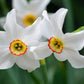 Poeticus Recurvus Daffodil Narcissus Bulbs Blooms Species Growing Bonsai Roots Rhizomes Corms Tubers Potted Planting Reblooming Fragrant Garden Flower Seeds Plant