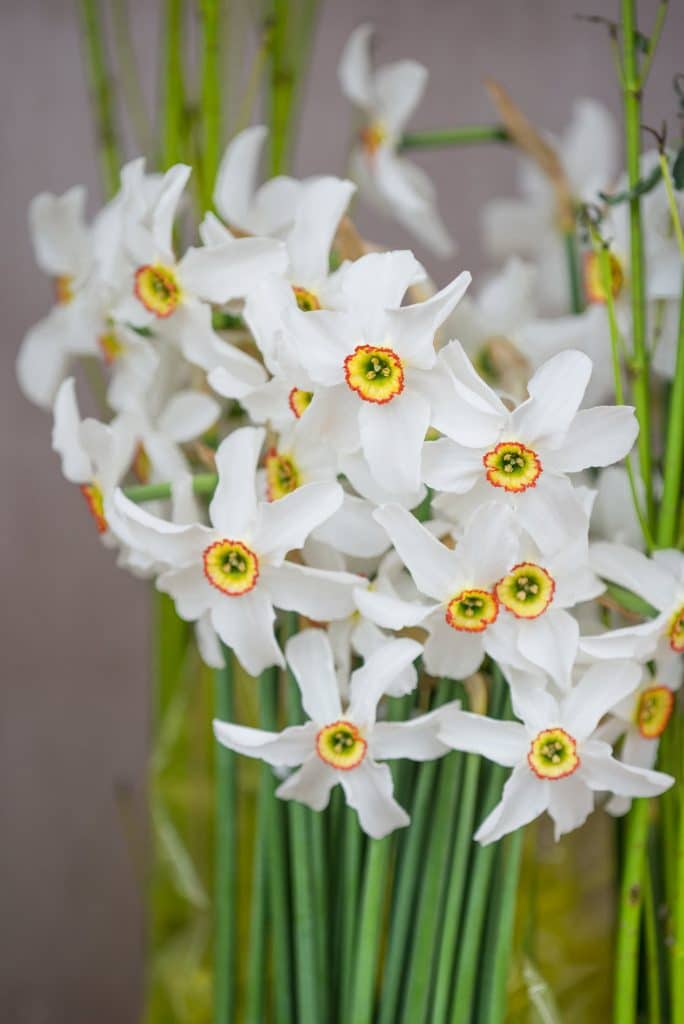 Poeticus Recurvus Daffodil Narcissus Bulbs Blooms Species Growing Bonsai Roots Rhizomes Corms Tubers Potted Planting Reblooming Fragrant Garden Flower Seeds Plant