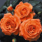 François Mauriac Rose Seedlings Flower Seeds Perennial Growing Bonsai Corms Tubers Potted Planting Reblooming Fragrant Garden Roots Rhizomes Species Blooms Plant Bulbs Gardening Tree