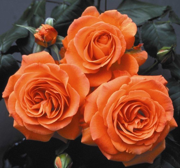 François Mauriac Rose Seedlings Flower Seeds Perennial Growing Bonsai Corms Tubers Potted Planting Reblooming Fragrant Garden Roots Rhizomes Species Blooms Plant Bulbs Gardening Tree