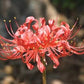 Aqua Red Lycoris Spider Lilies Bulbs Radiata Hurricane Lily Cluster Amayllis Growing Bonsai Roots Rhizomes Corms Tubers Potted Planting Reblooming Fragrant Garden Species Blooms Flower Seeds Plant Gardening