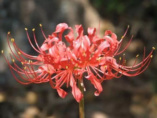Aqua Red Lycoris Spider Lilies Bulbs Radiata Hurricane Lily Cluster Amayllis Growing Bonsai Roots Rhizomes Corms Tubers Potted Planting Reblooming Fragrant Garden Species Blooms Flower Seeds Plant Gardening