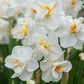 Sir Winston Churchill Daffodil Narcissus Bulbs Blooms Species Growing Bonsai Roots Rhizomes Corms Tubers Potted Planting Reblooming Fragrant Garden Flower Seeds Plant