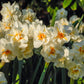 Sir Winston Churchill Daffodil Narcissus Bulbs Blooms Species Growing Bonsai Roots Rhizomes Corms Tubers Potted Planting Reblooming Fragrant Garden Flower Seeds Plant
