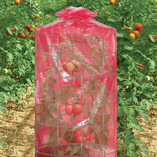 Better Reds&reg; Greenhouse