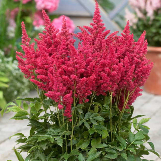 Astilbe Fireberry
