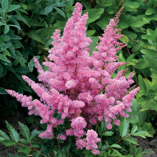 Astilbe Younique Cerise&trade;