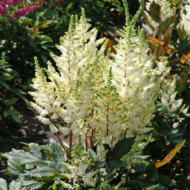Astilbe Younique White&trade;