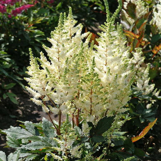 Astilbe Younique White&trade;