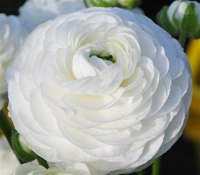 White Ranunculus Corms Bulbs Persian Buttercup Growing Bonsai Roots Rhizomes Tubers Potted Planting Reblooming Fragrant Garden Species Blooms Flower Seeds Plant Gardening