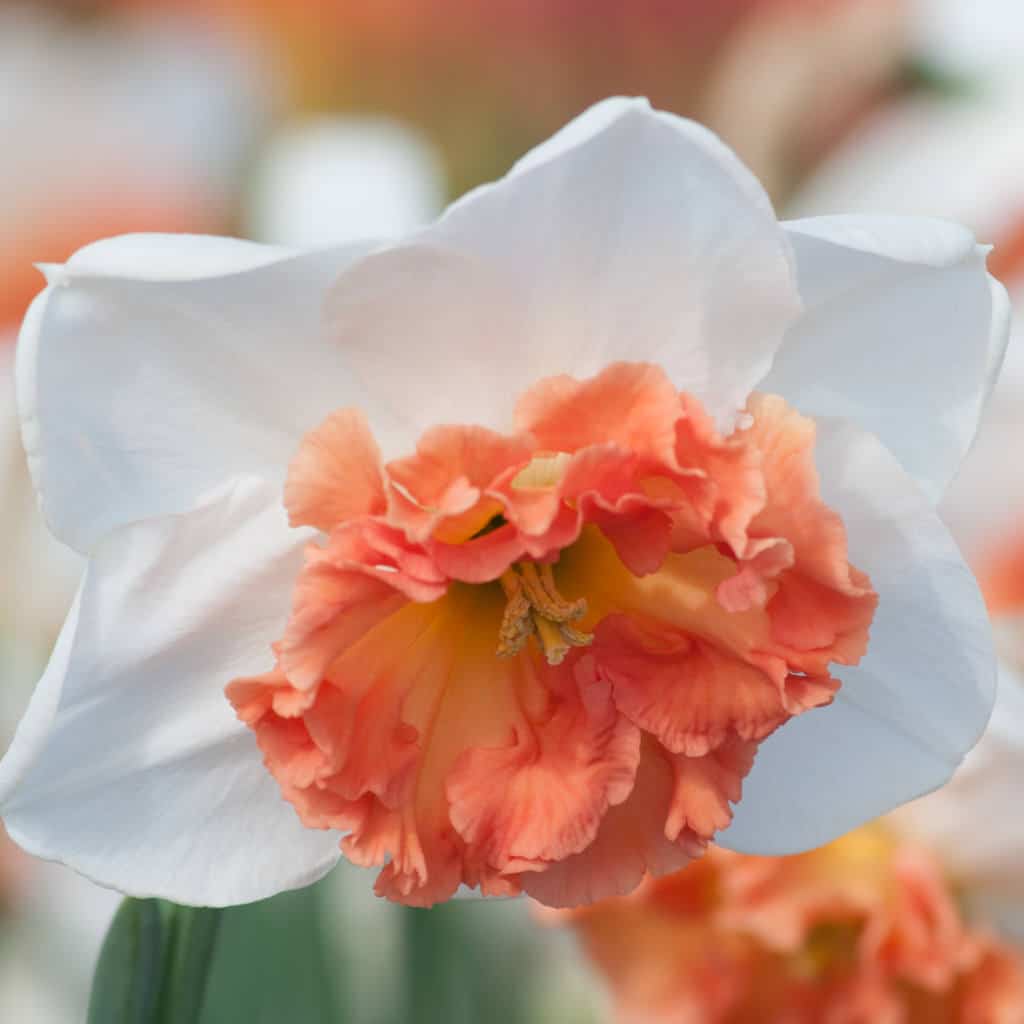 Precocious Daffodil Narcissus Bulbs Blooms Species Growing Bonsai Roots Rhizomes Corms Tubers Potted Planting Reblooming Fragrant Garden Flower Seeds Plant