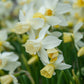 Sailboat Daffodil Narcissus Bulbs Blooms Species Growing Bonsai Roots Rhizomes Corms Tubers Potted Planting Reblooming Fragrant Garden Flower Seeds Plant