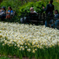 Sailboat Daffodil Narcissus Bulbs Blooms Species Growing Bonsai Roots Rhizomes Corms Tubers Potted Planting Reblooming Fragrant Garden Flower Seeds Plant