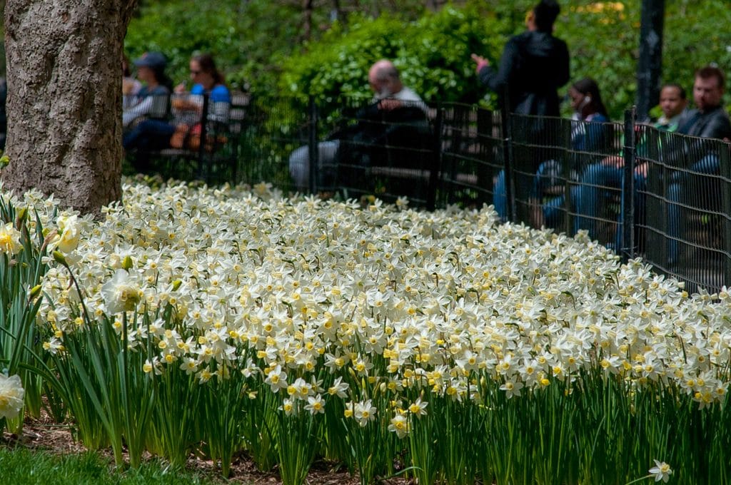 Sailboat Daffodil Narcissus Bulbs Blooms Species Growing Bonsai Roots Rhizomes Corms Tubers Potted Planting Reblooming Fragrant Garden Flower Seeds Plant