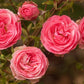 Allure Rose Seedlings Flower Seeds Perennial Growing Bonsai Corms Tubers Potted Planting Reblooming Fragrant Garden Roots Rhizomes Species Blooms Plant Bulbs Gardening Tree