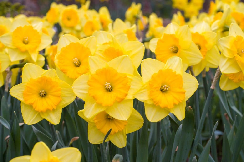 Pride of Lions Daffodil Narcissus Bulbs Blooms Species Growing Bonsai Roots Rhizomes Corms Tubers Potted Planting Reblooming Fragrant Garden Flower Seeds Plant