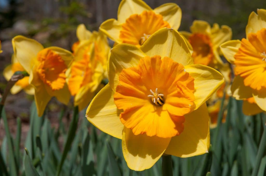 Pride of Lions Daffodil Narcissus Bulbs Blooms Species Growing Bonsai Roots Rhizomes Corms Tubers Potted Planting Reblooming Fragrant Garden Flower Seeds Plant