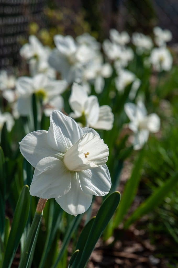 Snowboard Daffodil Mixture Narcissus Bulbs Blooms Species Growing Bonsai Roots Rhizomes Corms Tubers Potted Planting Reblooming Fragrant Garden Flower Seeds Plant
